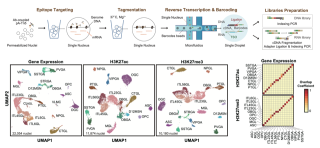 Yang Xie & Chenxu Zhu's Droplet Paired-Tag paper is published in NSMB!